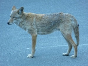 Coyote (copyright 2012 Ellen Haagsma)