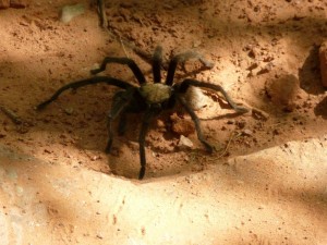 Tarantula in Zion