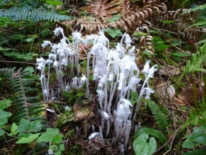 Witte bloemen in regenwoud