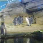 Koningspinguins